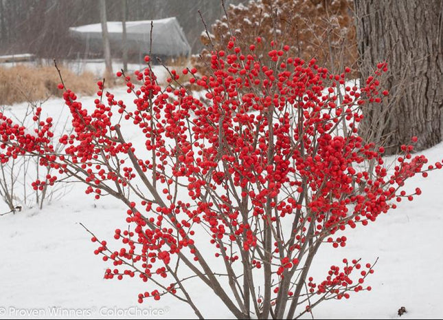 Proven Winners® Color Choice® Berry Poppins® Winterberry Holly (Ilex verticillata '‘Farrowbpop’') - QT