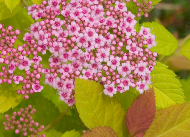 Double Play Big Bang® Spirea (Spiraea japonica 'Tracy') - QT