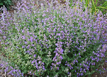 Junior Walker™ Catmint (Nepeta faassenii 'Novanepjun') - QT