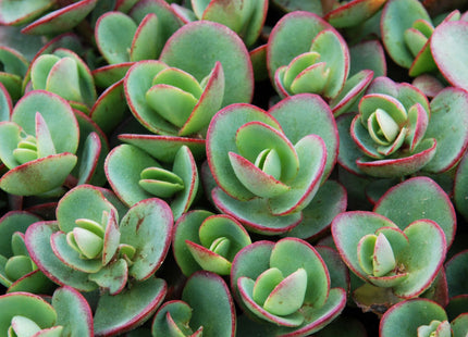 Lime Zinger Stoncrop (Sedum sedum 'Lime Zinger') - QT