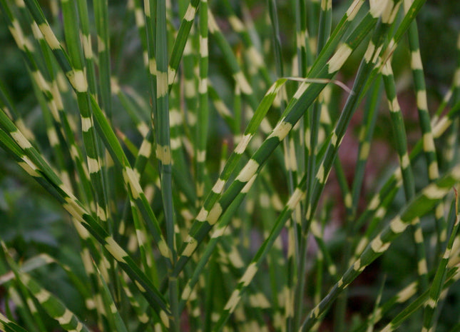 Little Zebra Maiden Grass (Miscanthus sinensis 'Little Nicky') - QT