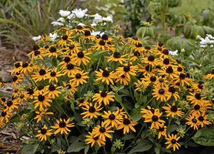 Little Goldstar Black-Eyed Susan (Rudbeckia fulgida var. sullivantii 'Little Goldstar') - QT