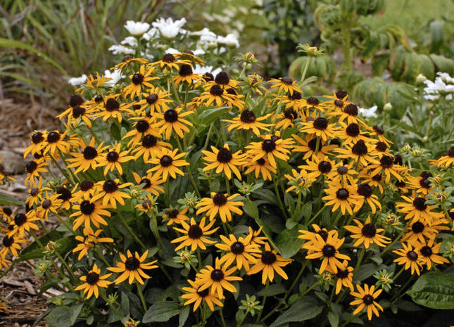 Little Goldstar Black-Eyed Susan (Rudbeckia fulgida var. sullivantii 'Little Goldstar') - QT