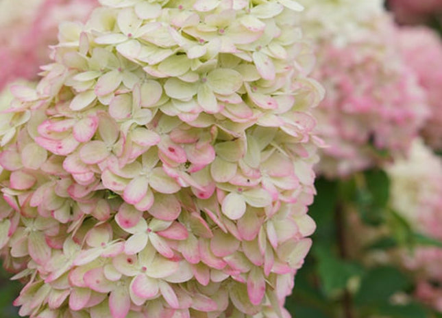 Limelight Prime® Panicle Hydrangea (Hydrangea 'P Limelight Prime') - 1 gallon 24"