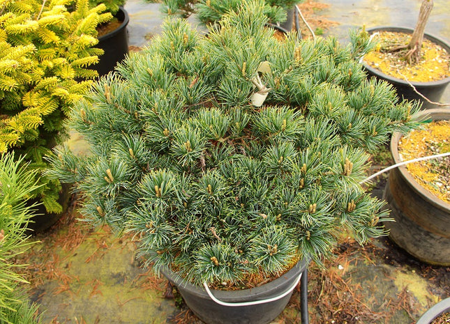 Ko ku ho Japnaese White Pine (Pinus parviflora 'Ko-ku-ho') - 1 gallon