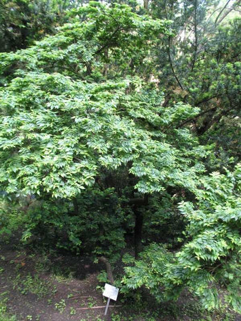 Jacqueline Hillier Dwarf Elm (Ulmus x hollandica 'Jacqueline Hillier') - QT