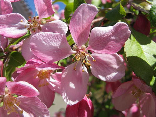Louisa Crabapple (Malus 'Louisa') - 2 gallon TREE
