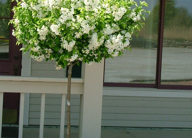 Lollipop® Crabapple (Malus 'Lollizam') - 2 gallon TREE