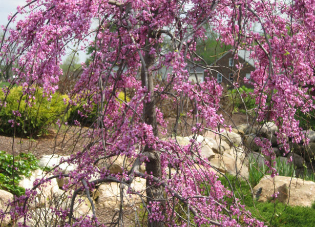 Lavender Twist™ Weeping Redbud (Cercis canadensis 'Covey') - 2 gallon
