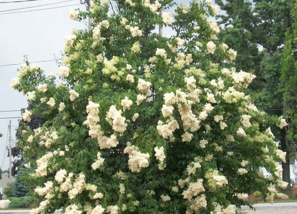 Ivory Silk Japanese Tree Lilac (Syringa reticulata 'Ivory Silk') - 3 gallon 48"
