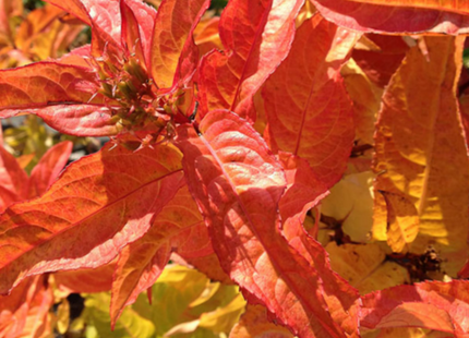 Kodiak® Orange Honeysuckle (Diervilla sessilifolia 'Kodiak Orange') - 3 gallon 15"