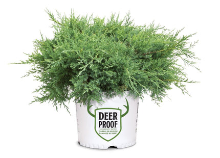 Montana Moss® Juniper (Juniper chinensis Montana Moss) - 3 gallon 15"