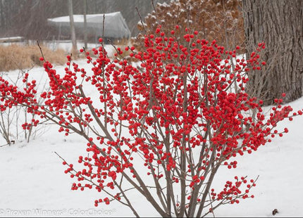 Proven Winners® Color Choice® Berry Poppins® Winterberry Holly (Ilex verticillata '‘Farrowbpop’') - QT