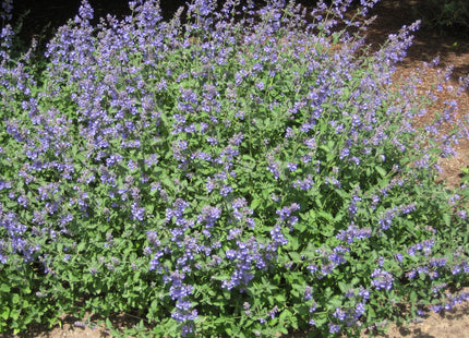 Walker's Low Catmint (Nepeta faassenii 'Walker's Low') - 1 gallon
