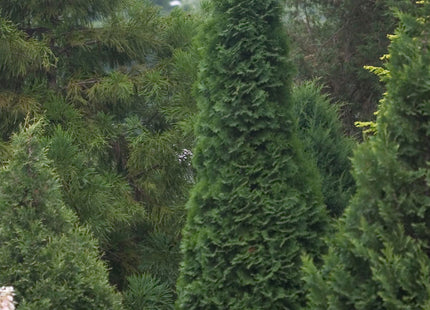North Pole® Arborvitae (Thuja occidentalis 'Art Boe') - 3 gallon 24"