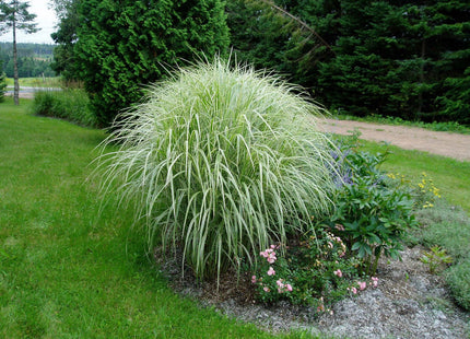 Variegated Maiden Grass (Miscanthus sinensis 'Variegata') - 1 gallon