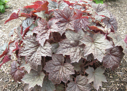 Palace Purple Coral Bells (Heuchera palace 'Palace Purple') - 1 gallon