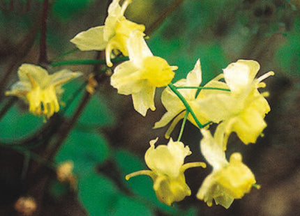Sulphureum Barrenwort (Epimedium x versicolor 'Sulphureum') - 1 gallon