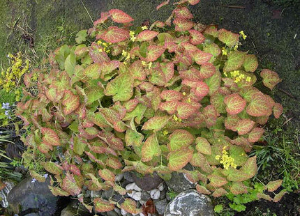 Yellow Barrenwort (Epimedium x perralchinum 'Frohnleiten') - 1 gallon