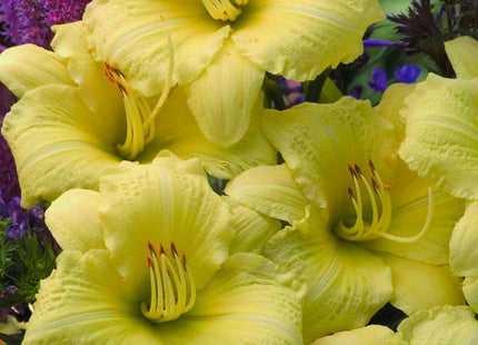 Rainbow Rhythm® 'Going Bananas' Daylily (Hemerocallis going 'Going Bananas') - 1 gallon