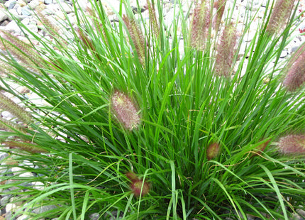 Red Head Fountain Grass (Pennisetum alopecuroides 'Red Head') - 1 gallon