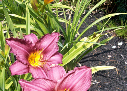 Purple d'Oro Daylily (Hemerocallis purple 'Purple d'Oro') - 1 gallon