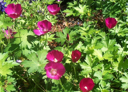 Purple Poppy Mallow (Callirhoe involucrata) - 2 gallon