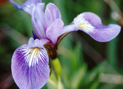 Northern Blue Flag Iris (Iris versicolor) - 1 gallon