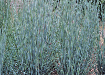 Prairie Blues Little Bluestem (Schizachyrium scoparium 'Prairie Blues') - 2 gallon