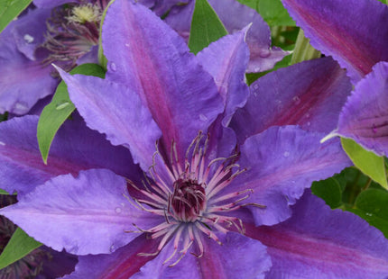 Paulie™ (Clematis paulie) - 3QT