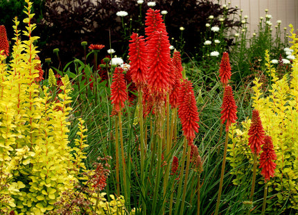 Red Hot Popsicle Dwarf Poker (Kniphofia redhot 'Red Hot Popsicle') - 1 gallon