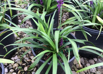 Royal Purple Lily Turf (Liriope M 'Royal Purple') - 1 gallon