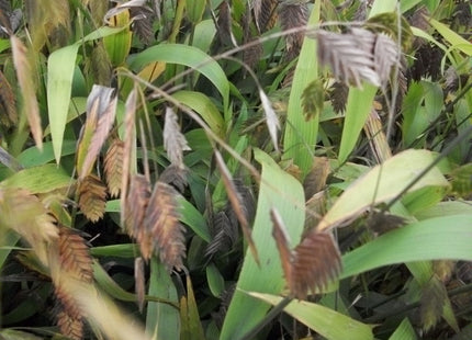 Northern Sea Oats (Chasmanthium latifolium 'Chas. Latifolium') - 1 gallon