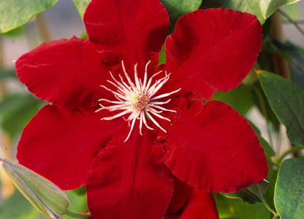 Rebecca™ Clematis (Clematis rebecca 'Rebecca') - 1 gallon
