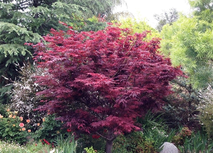 Red Leaf Japanese Maple (Acer palmatum 'Atropurpurea') - 3 gallon 24-30"