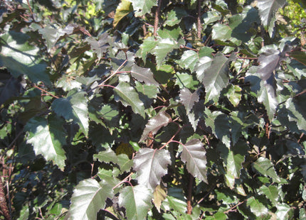 Royal Frost® Birch (Betula x 'Royal Frost') - 3 gallon 48"