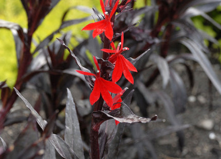 Queen Victoria Cardinal Flower (Lobelia x speciosa 'Queen Victoria') - QT