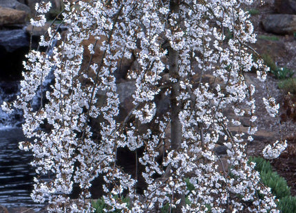 Snow Fountains® Weeping Cherry (Prunus x 'Snofozam') - 3 gallon 36" TREE