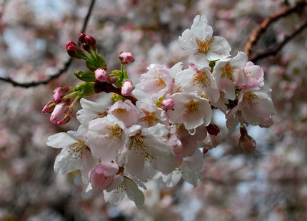 Yoshino Cherry (Prunus x yedoensis 'Yoshino') - 3 gallon 36"