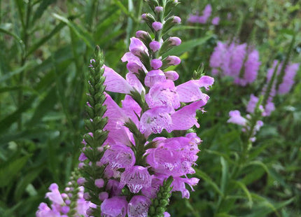 Pink Manners Obedient Plant (Physostegia 'Pink Manners') - 1 gallon