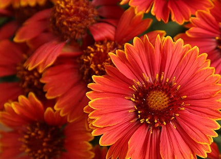 Spintop Yellow Touch Blanket Flower (Gaillardia spintop 'Yellow Touch') - 1 gallon