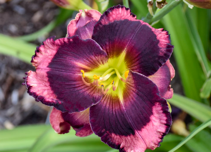 Rainbow Rhythm® 'Storm Shelter' Daylily (Hemerocallis 'Rainbow Rhythm Storm Shelter') - 1 gallon
