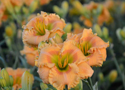 Rainbow Rhythm® 'Orange Smoothie' Daylily (Hemerocallis 'Rainbow Rhythm Orange Smoothie') - 1 gallon