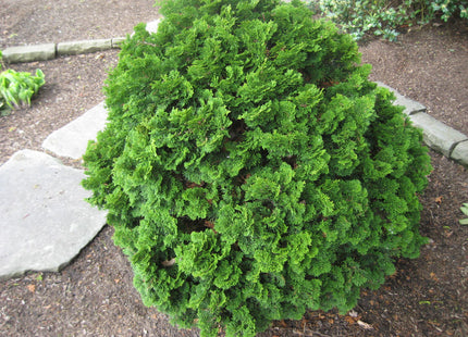 Templehof False Cypress (Chamaecyparis obtusa 'Tempelhof') - 3 gallon 12"