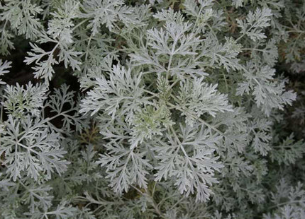 Powis Castle Artemisia (Artemisia x 'Powis Castle') - 1 gallon