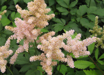 Peach Blossom Astilbe (Astilbe japonica 'Peach Blossom') - 1 gallon