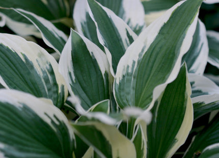 Patriot Plantain Lily (Hosta patriot 'Patriot') - 1 gallon