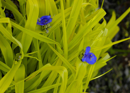 Sweet Kate Spiderwort (Tradescantia x andersoniana 'Sweet Kate') - 1 gallon