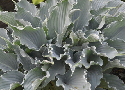 Shadowland® 'Waterslide' Hosta (Hosta shadowland 'Waterslide') - 1 gallon