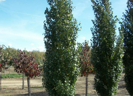 Parkland Pillar® Birch (Betula platyphylla 'Parkland Pillar') - 3 gallon
